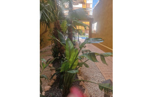 Sale - Ground Floor -
Torrevieja - Punta Prima